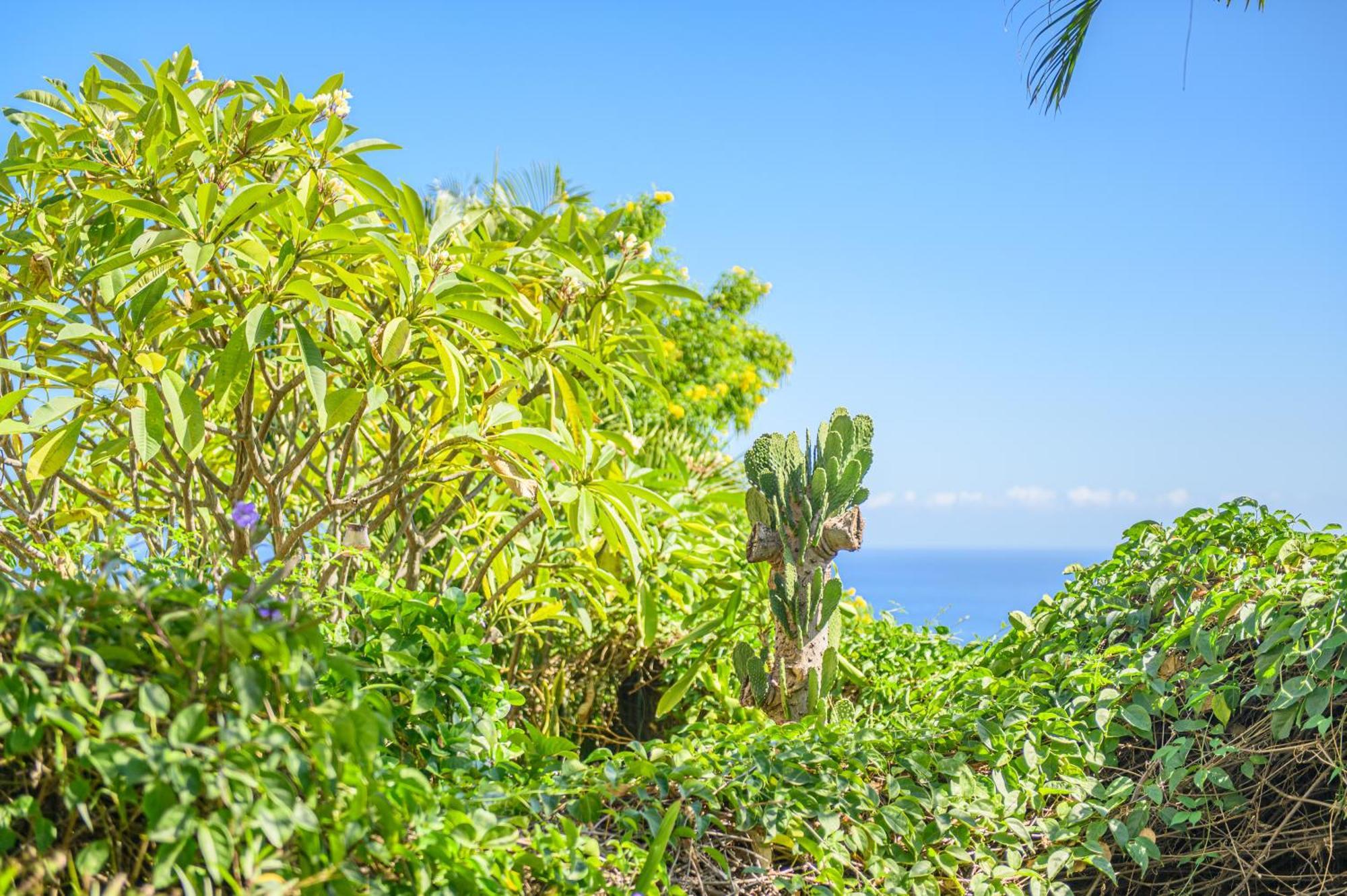 Le Jardin Des Tuit Tuit * Vue Mer * Cozy Saint-Leu Eksteriør bilde
